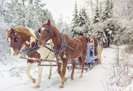 Winterwunderland Schlittenfahrt