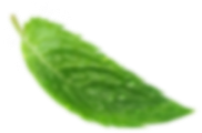 leaf-one.png